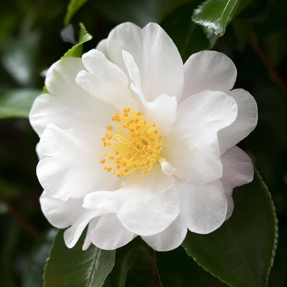 White Camellia Flower Seeds for Planting – Heirloom, Non-GMO, High Germination Organic Garden Seeds