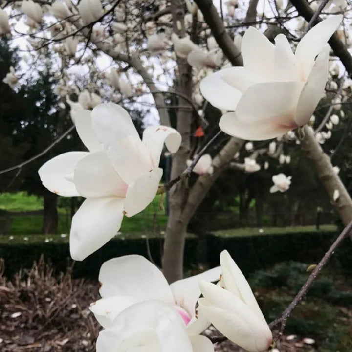 Pink White Yulan Flower Seeds for Planting - Heirloom, Non-GMO, High Germination Organic Garden Seeds