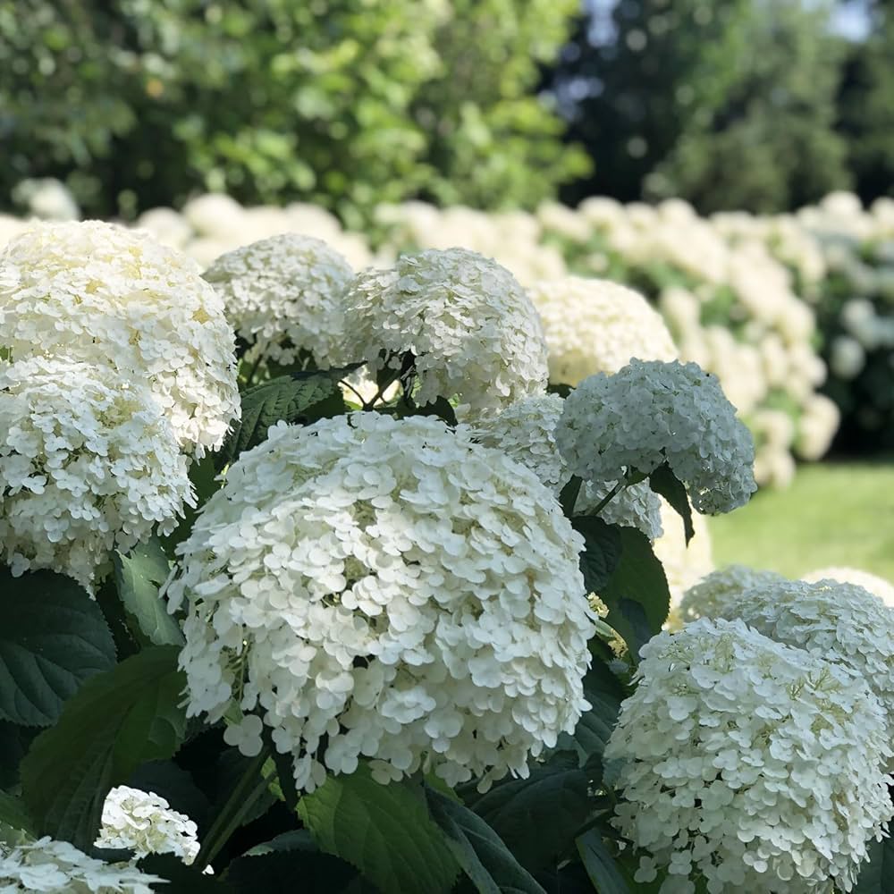Hydrangea Flower seeds for Planting – Premium Quality, Heirloom & GMO Free Seeds for Home Garden, High Germination