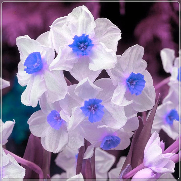White Blue Double Narcissus Seeds for Planting Heirloom Non-GMO Organic Garden Seeds