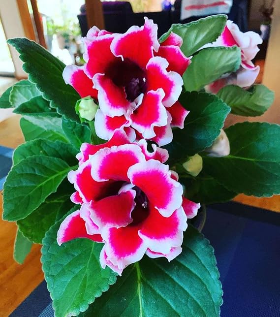 Red & White Gloxinia Seeds - Heirloom, Non-GMO, High Germination, Vibrant Blooms
