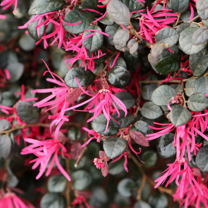 Red Loropetalum Flower seeds for Planting - Vibrant Colors, Heirloom, Non-GMO Seeds for Home Garden