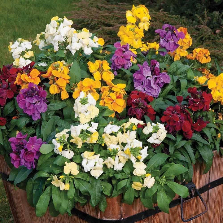 Flower Seeds, Seeds,Seeds For Planting,Plant Seeds
