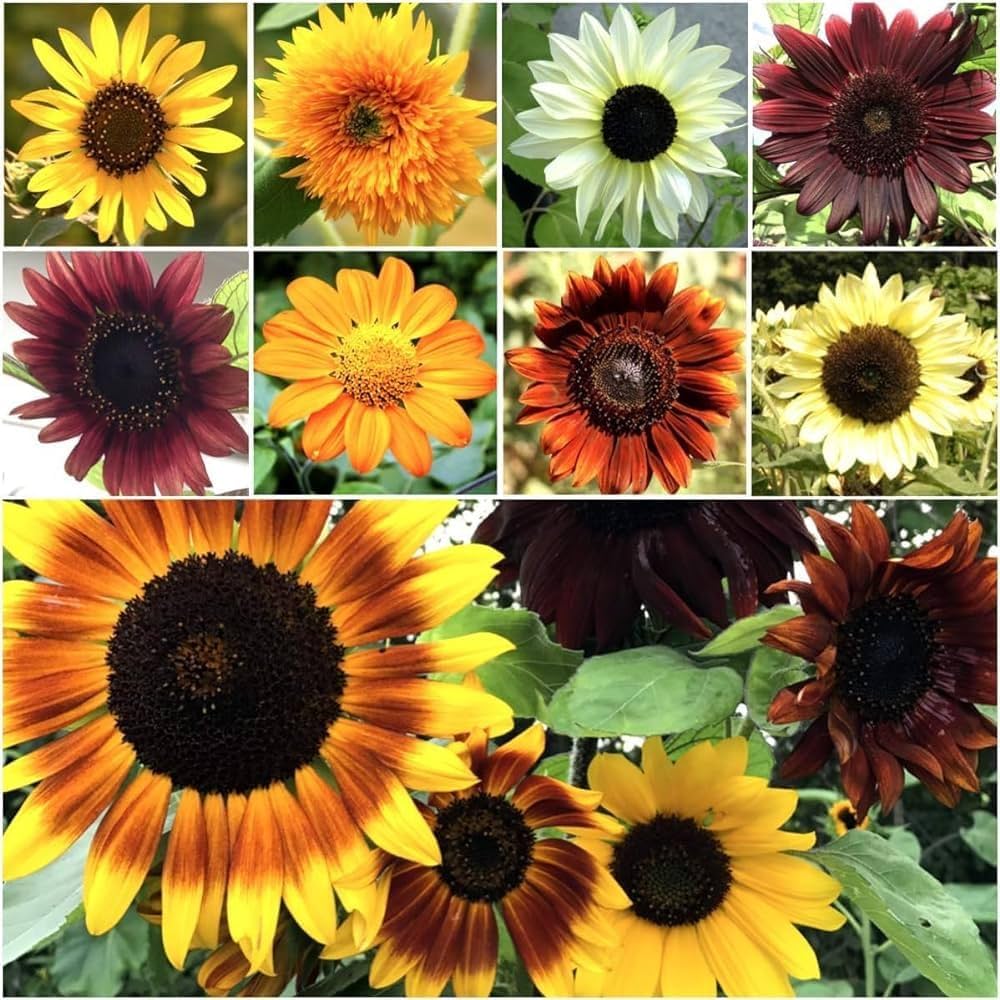 Sunflower Seeds for Planting Multi-Coloured – Heirloom, Non-GMO, High Germination Organic Garden Seeds