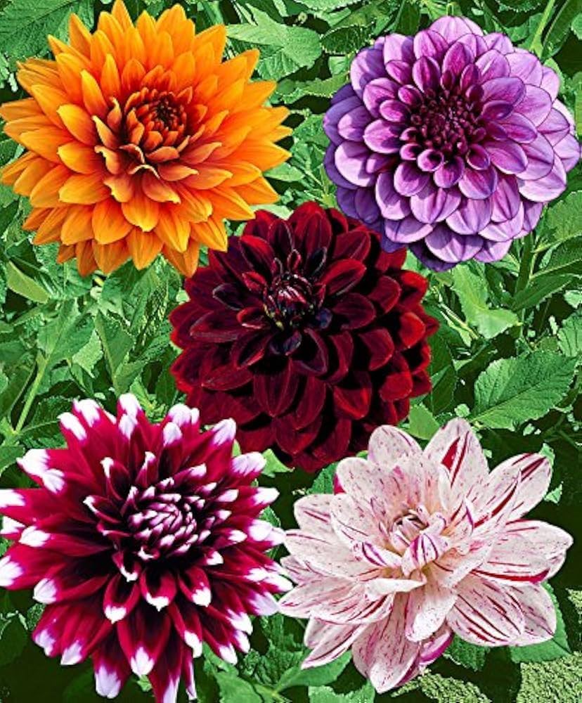 Mixed Colour Dahlia Flower Seeds for Planting – Heirloom, Non-GMO, High Germination Organic Garden Seeds