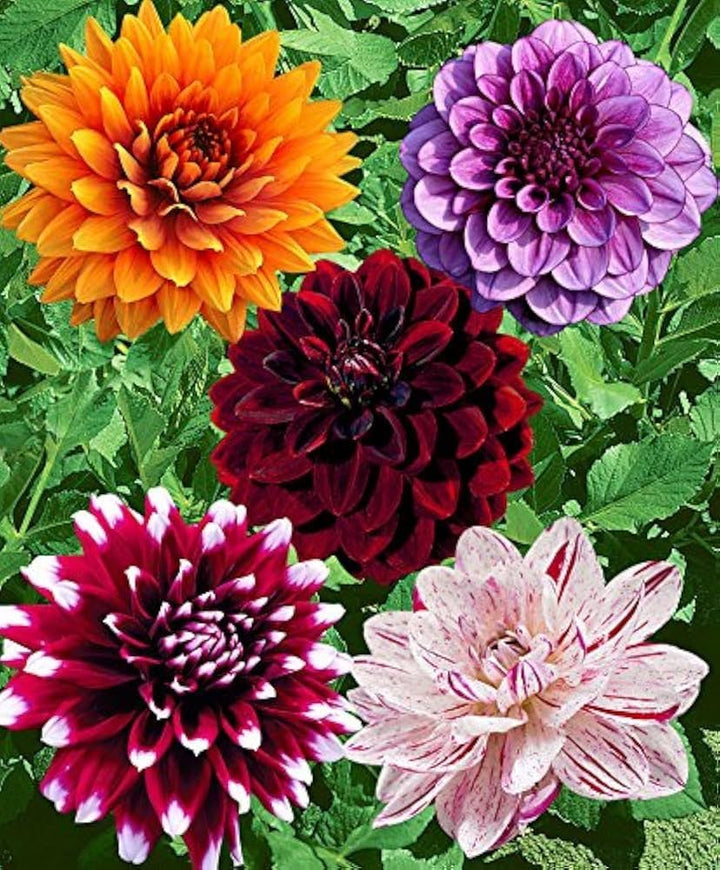 Mixed Colour Dahlia Flower Seeds for Planting – Heirloom, Non-GMO, High Germination Organic Garden Seeds