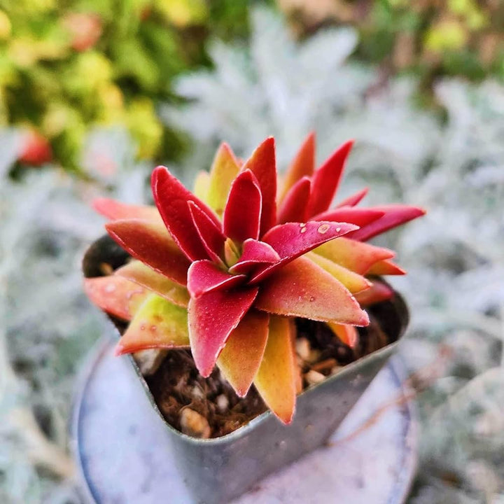 Red Pagoda Flower Seeds for Planting – Heirloom Non-GMO Organic Garden Seeds, High Germination