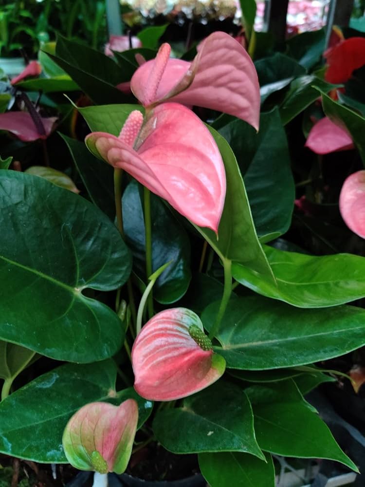Pink Green Anthurium Flower Seeds for Planting – Heirloom, Non-GMO, High Germination Organic Garden Seeds