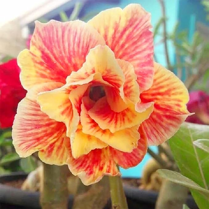 Orange Yellow Adenium Flower Seeds for Planting – Heirloom, Non-GMO, High Germination Organic Garden Seeds