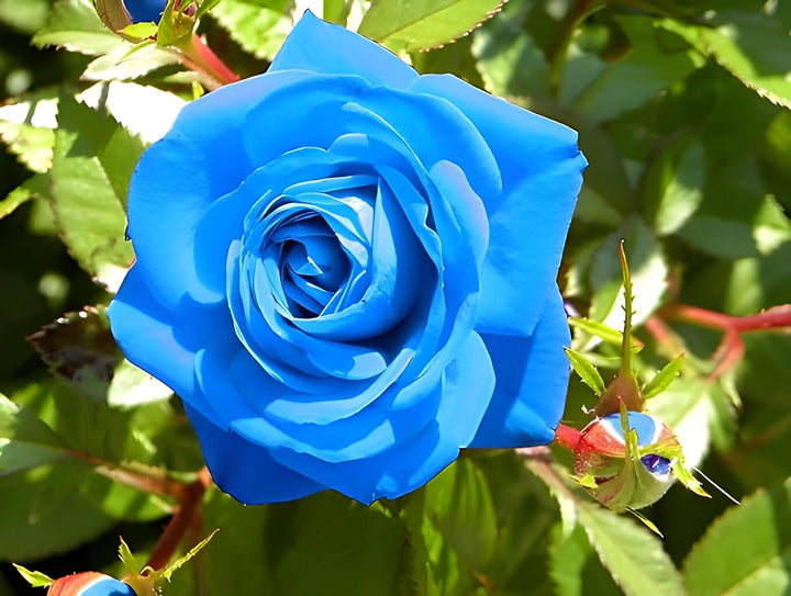 Blue Holland Rose Flower Seeds for Planting - Heirloom, Non-GMO, Drought Tolerant Organic Garden Seeds