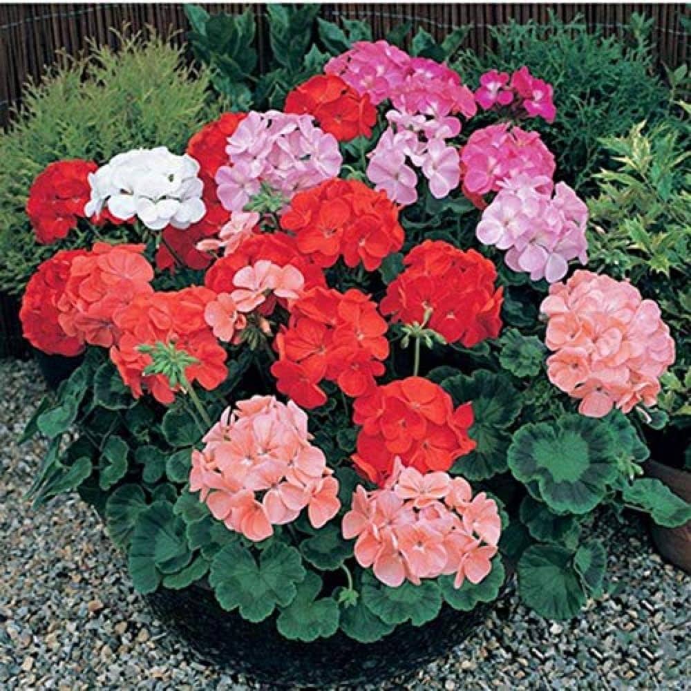 Geranium Flower Seeds for Planting Mixed Color – Bright Blooms, Heirloom, Non-GMO, High Germination Organic Garden Seeds