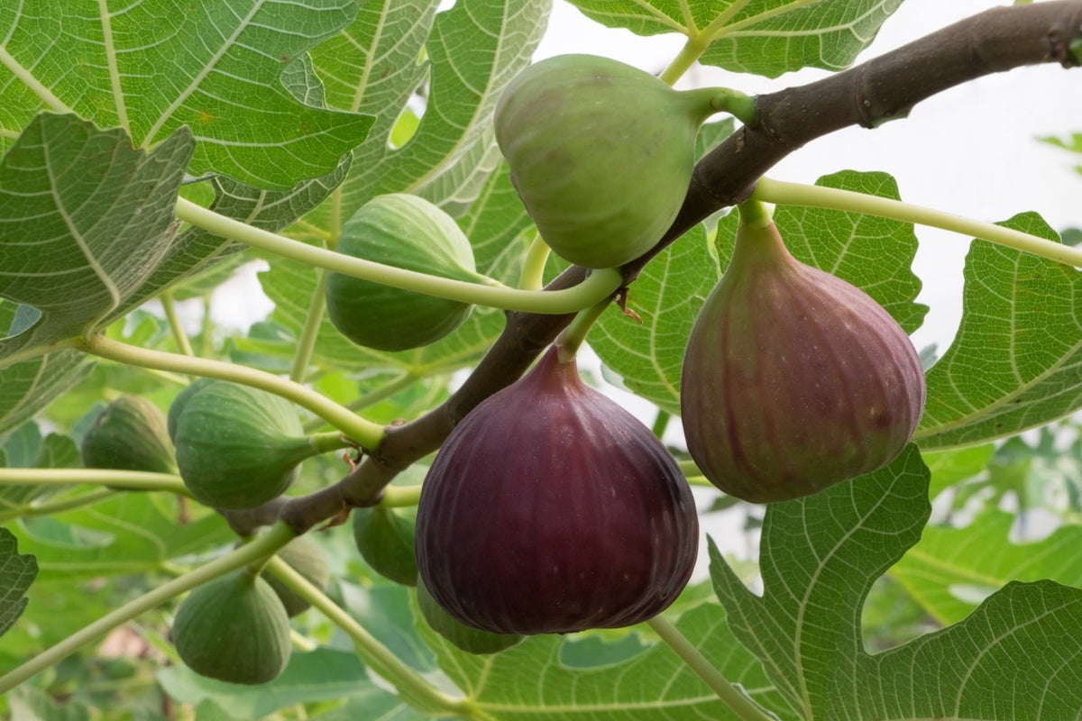 Maroon Ficus Carica Fruit Seeds for Planting – Heirloom Non-GMO Sweet Fig Tree High Germination Garden Seeds