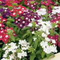 Mixed Verbena Flower Seeds for Planting – Heirloom & Non-GMO Blooms for Borders, Hanging Baskets & Pollinator Gardens