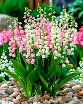 Pink Lily of the Valley Flower Seeds – Heirloom Non-GMO Wildflower Mix for Garden Planting