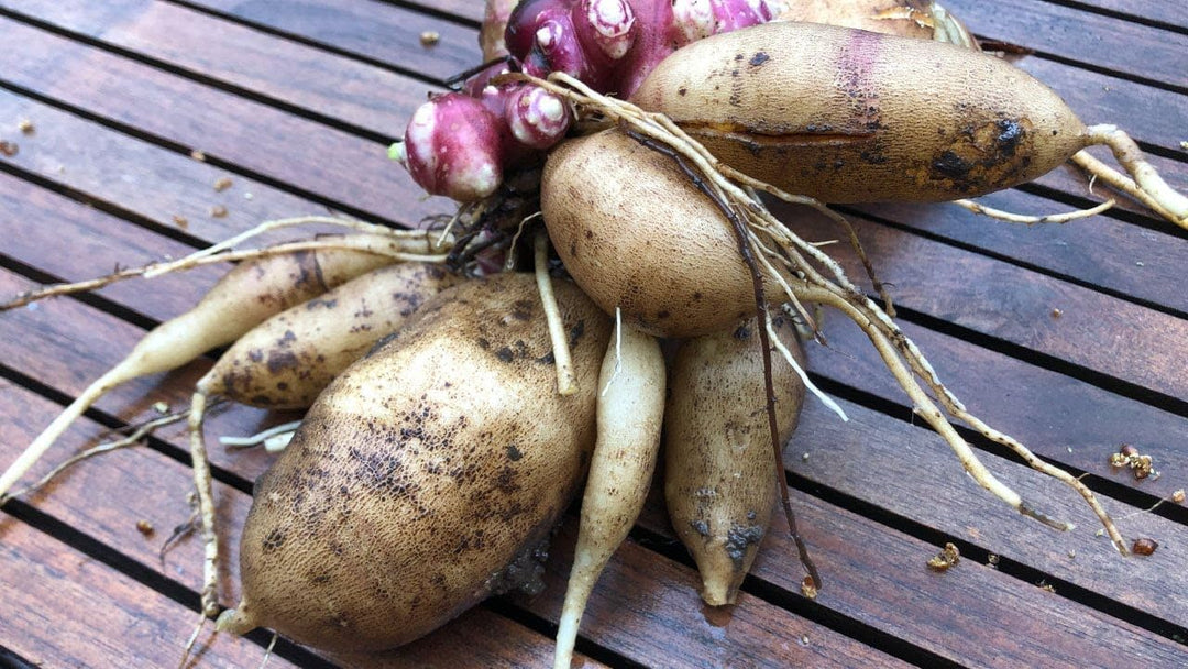 Fruit Seeds,Garden seeds, Seeds For Planting,Plant Seeds