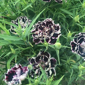 Flower Seeds, Seeds,Seeds For Planting,Plant Seeds