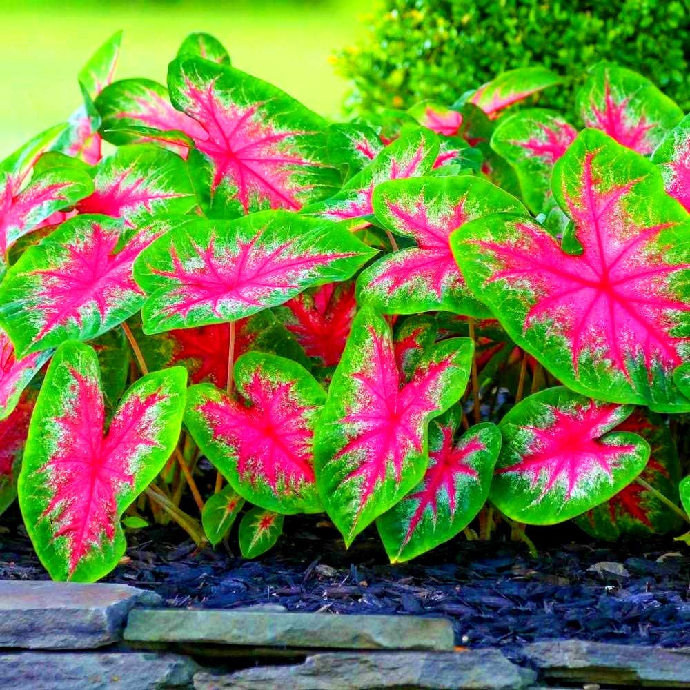 Mix Pink Caladium Flower Seeds for Planting – Heirloom Non-GMO, High Germination Organic Garden Seeds