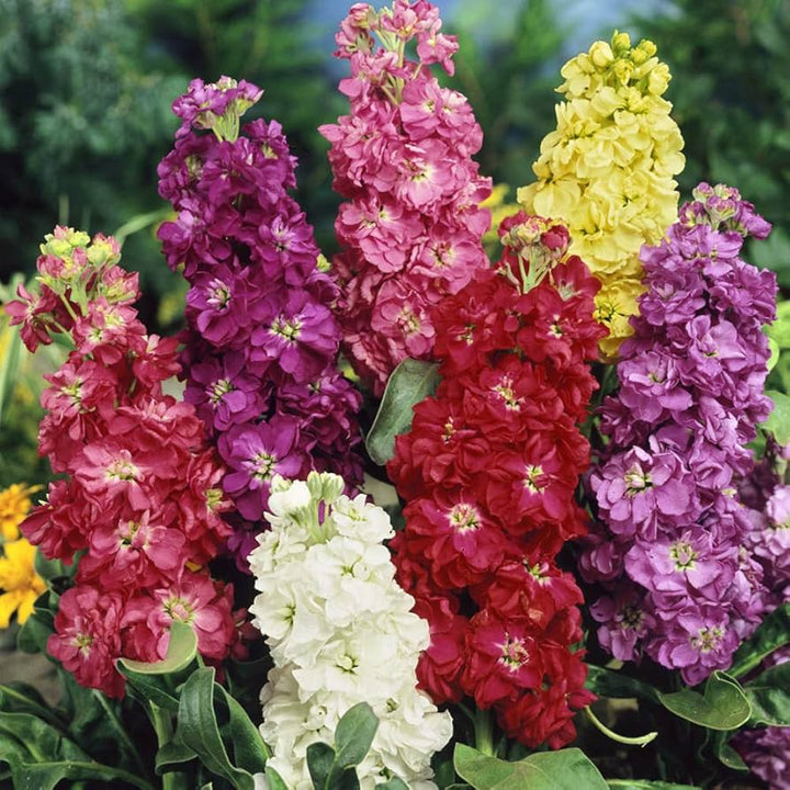 Flower Seeds, Seeds,Seeds For Planting,Plant Seeds