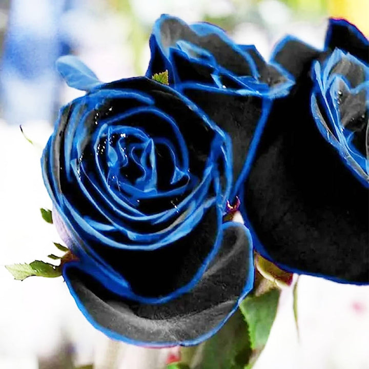 Midnight Supreme Dark Blue Rose Seeds – Heirloom Non-GMO, Rare Garden Flowers
