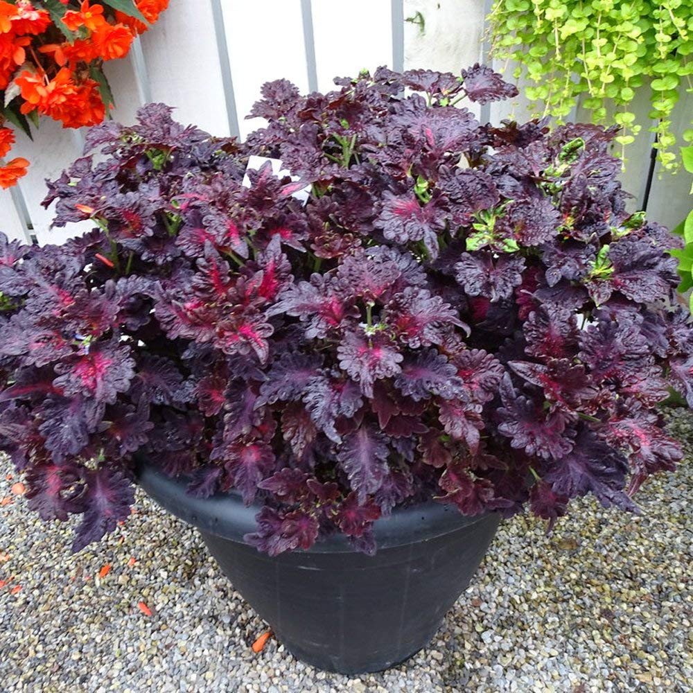 Black Dragon Coleus Flower Seeds for Planting – Heirloom Non-GMO, High Germination Organic Garden Seeds
