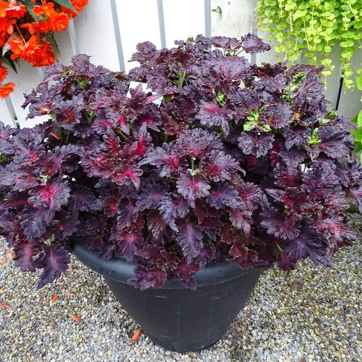 Black Dragon Coleus Flower Seeds for Planting – Heirloom Non-GMO, High Germination Organic Garden Seeds