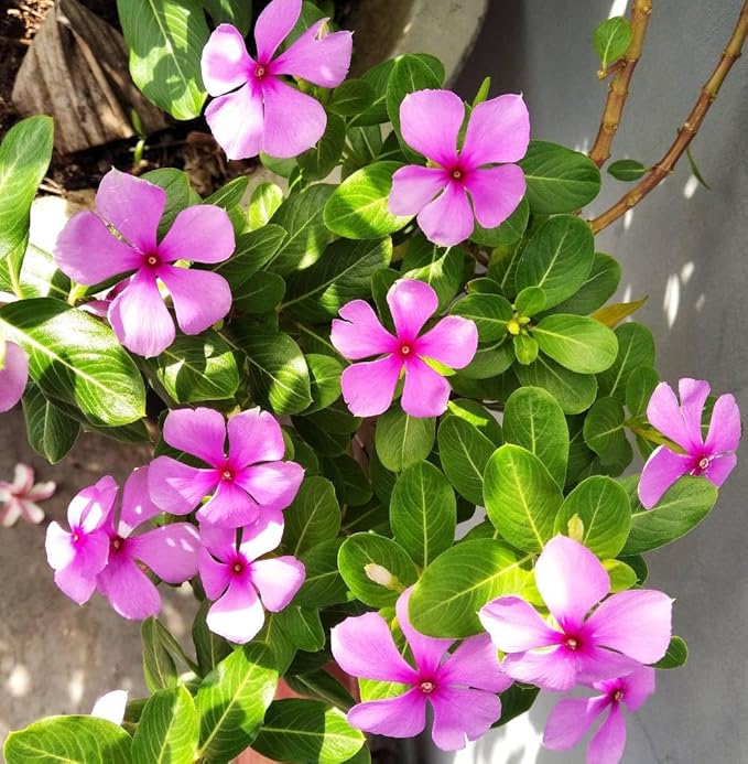 Flower Seeds, Seeds,Seeds For Planting,Plant Seeds