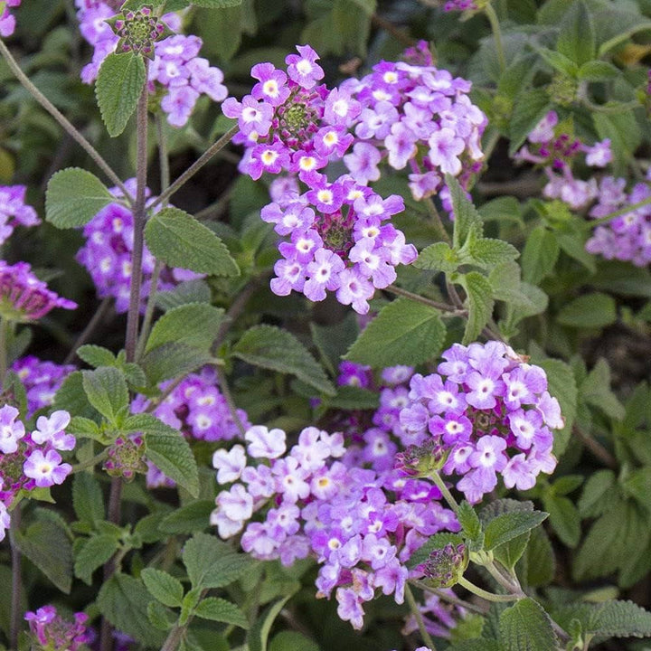 Violet Lantana Flower Seeds for Planting – Heirloom, Non-GMO, Long Bloom Season, High Germination