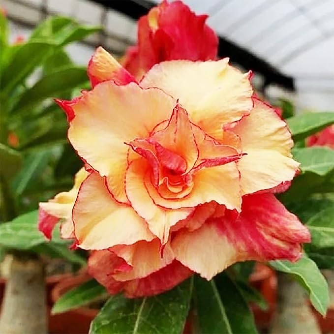 Orange Yellow Adenium Flower Seeds for Planting – Heirloom, Non-GMO, High Germination Organic Garden Seeds