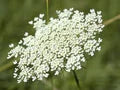 White Anne's Flower Seeds for Planting – Wildflower Mix Heirloom, Non-GMO, High Germination Garden Seeds