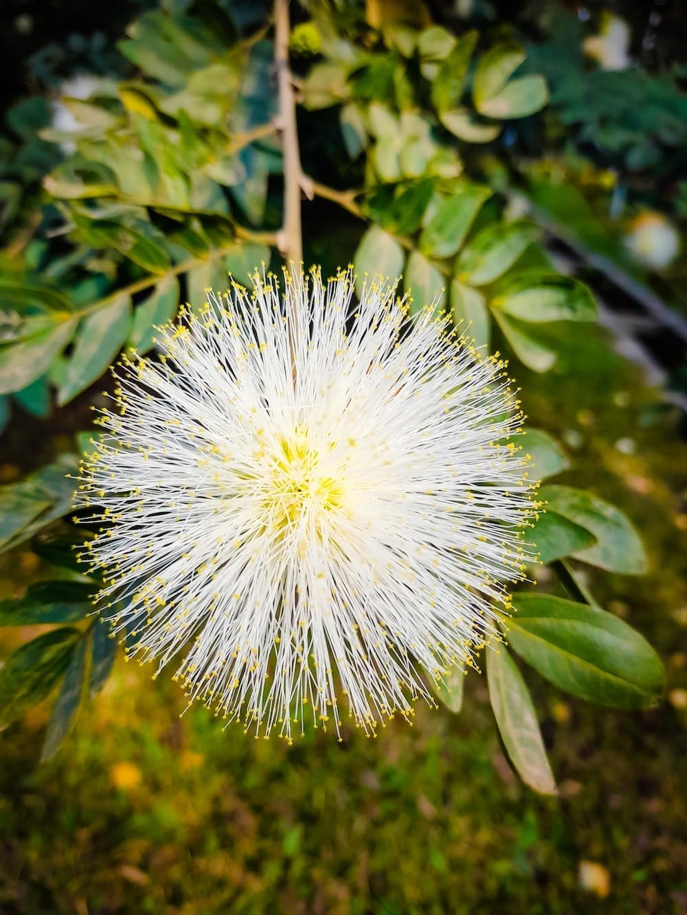 Flower Seeds, Seeds,Seeds For Planting,Plant Seeds