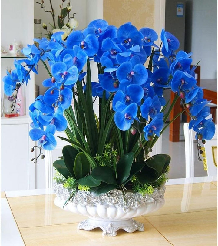 Flower Seeds, Seeds,Seeds For Planting,Plant Seeds