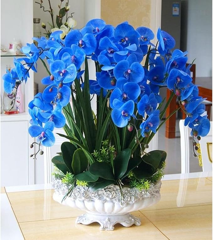 Flower Seeds, Seeds,Seeds For Planting,Plant Seeds