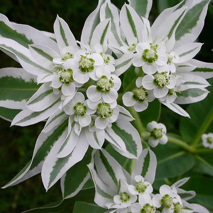 Flower Seeds, Seeds,Seeds For Planting,Plant Seeds