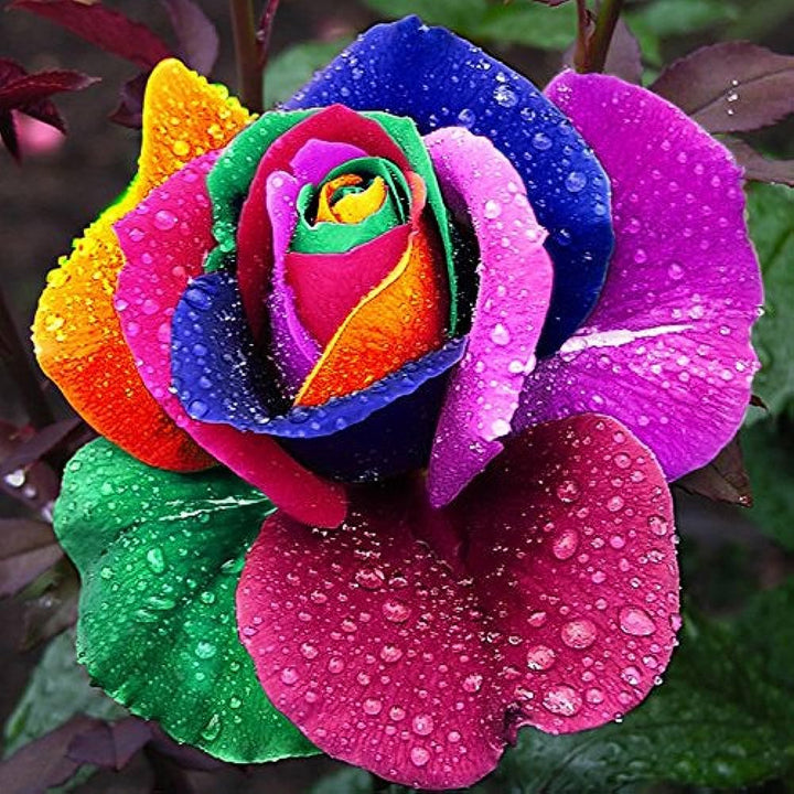 Rainbow Rose Flower Seeds – Wildflower Mix, Heirloom, Non-GMO & High Germination Organic Garden Seeds
