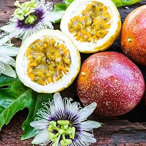 Red Passion Fruit seeds for planting – Heirloom & Non-GMO garden seeds, high-yield tropical variety