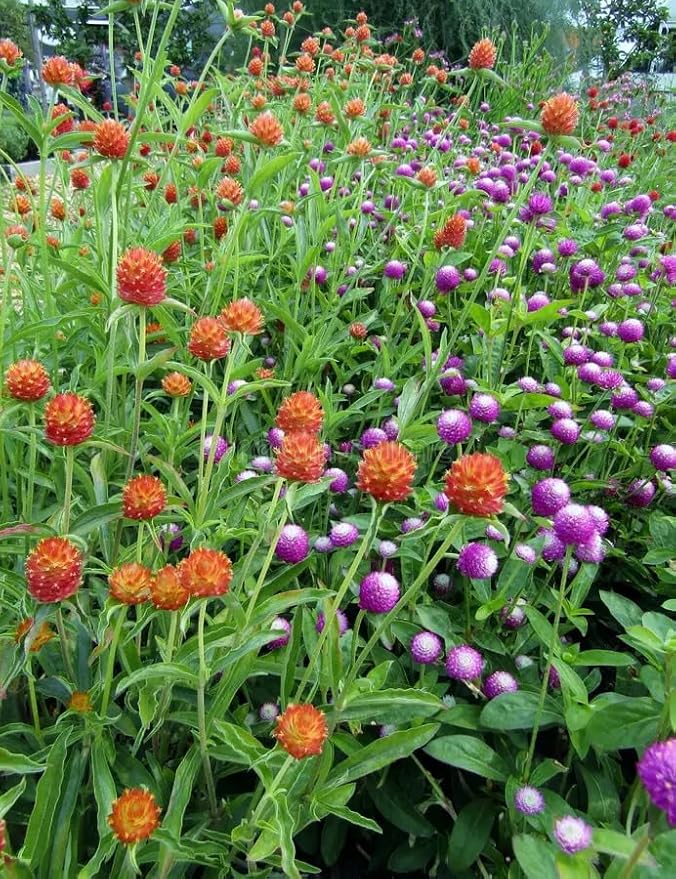Gomphrena Flower Seeds for Planting – Heirloom, Non-GMO, High Germination Organic Garden Seeds