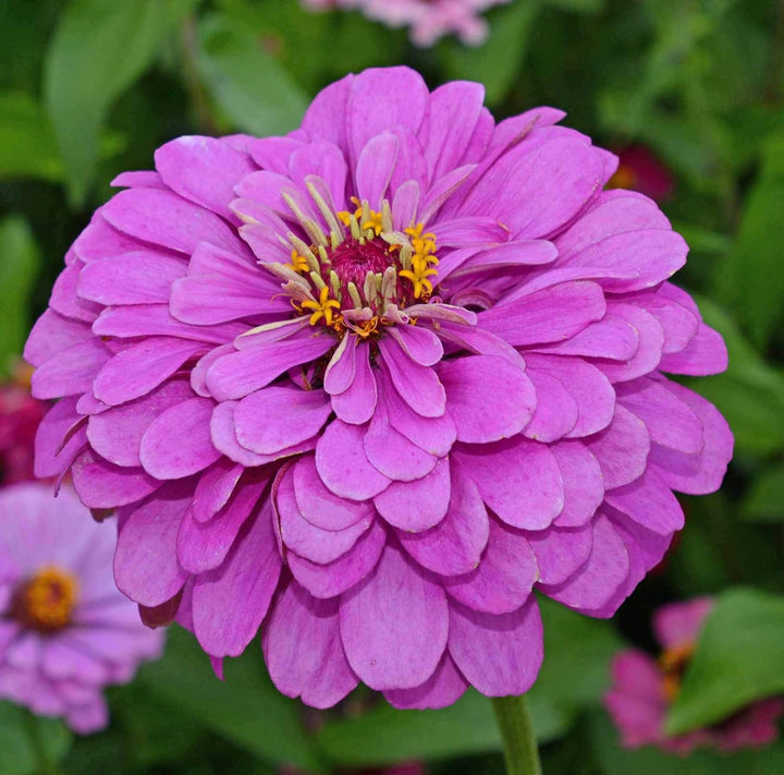 Flower Seeds, Seeds,Seeds For Planting,Plant Seeds
