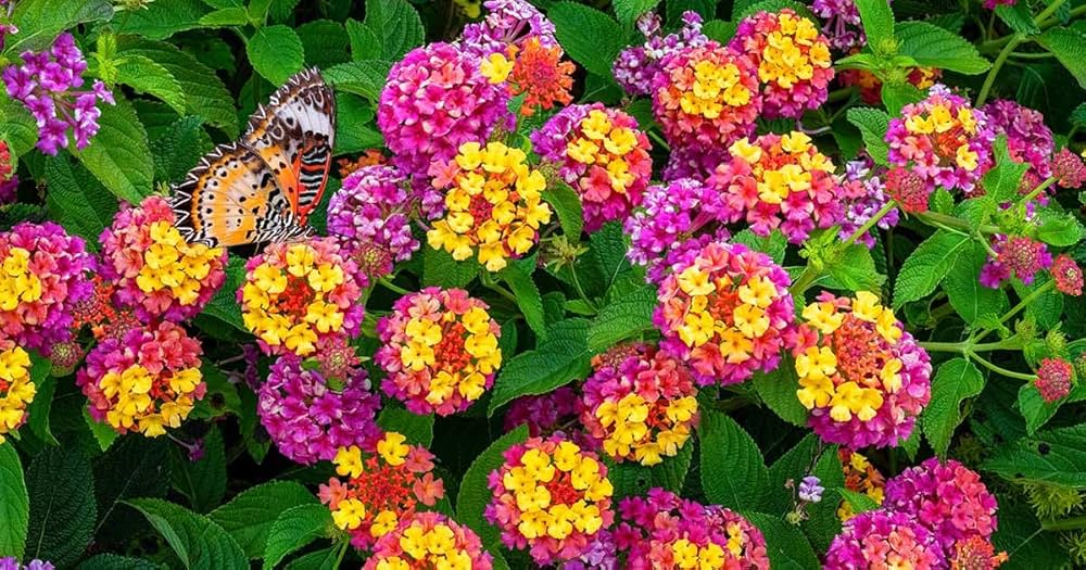 Lantana Mix Flower Seeds for Planting – Heirloom Non-GMO, High Germination Organic Garden Seeds
