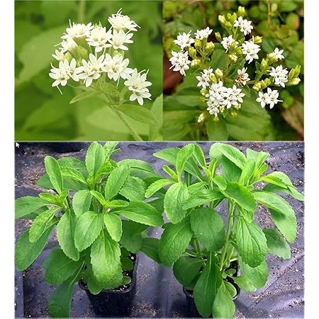 Stevia Rebaudiana Herb Seeds – Heirloom, Non-GMO Seeds for Garden Planting, Chef Recommended