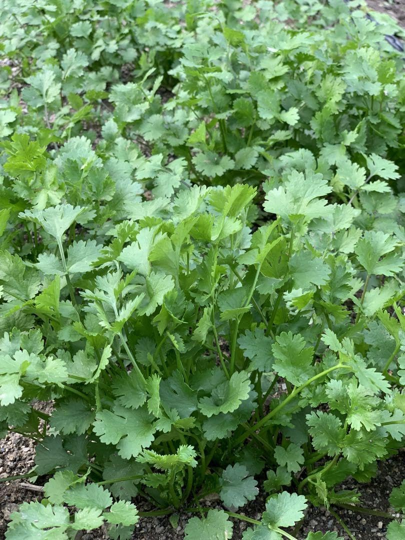 Green Coriander Vegetable Seeds for Planting – Heirloom & Non-GMO Herb Seeds for Culinary Gardens