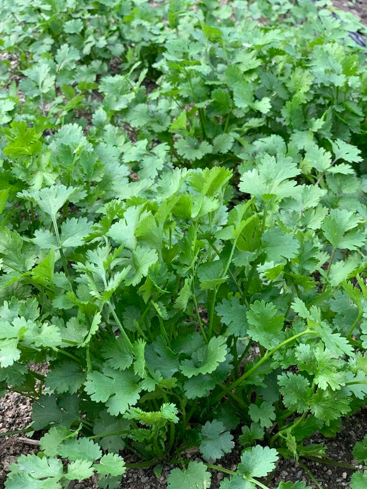 Green Coriander Vegetable Seeds for Planting – Heirloom & Non-GMO Herb Seeds for Culinary Gardens