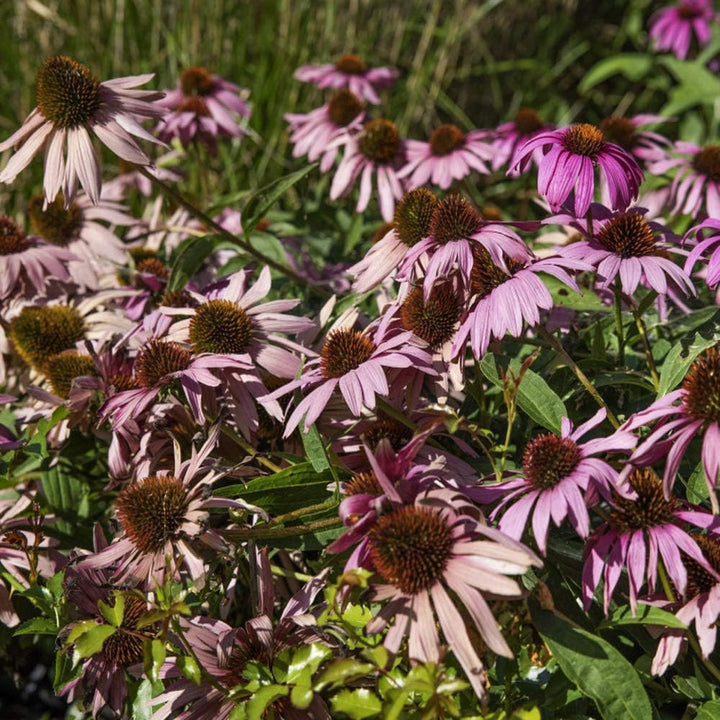 Purple ConeFlower seeds for Planting - Sun Loving, Heirloom & GMO Free Seeds for Home Garden