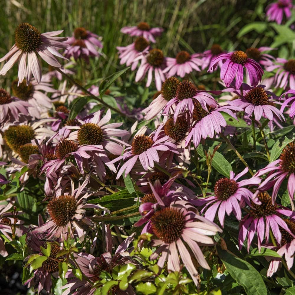Purple ConeFlower seeds for Planting - Sun Loving, Heirloom & GMO Free Seeds for Home Garden