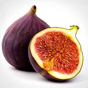 Sweet Fig Fruit Seeds for Planting – Heirloom, Non-GMO Juicy Mediterranean Garden Fruit Seeds