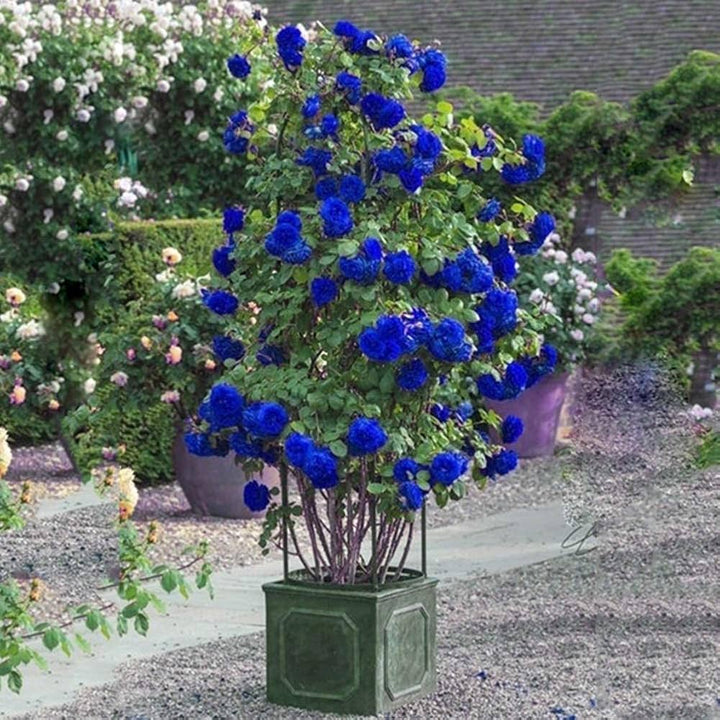 Flower Seeds, Seeds,Seeds For Planting,Plant Seeds