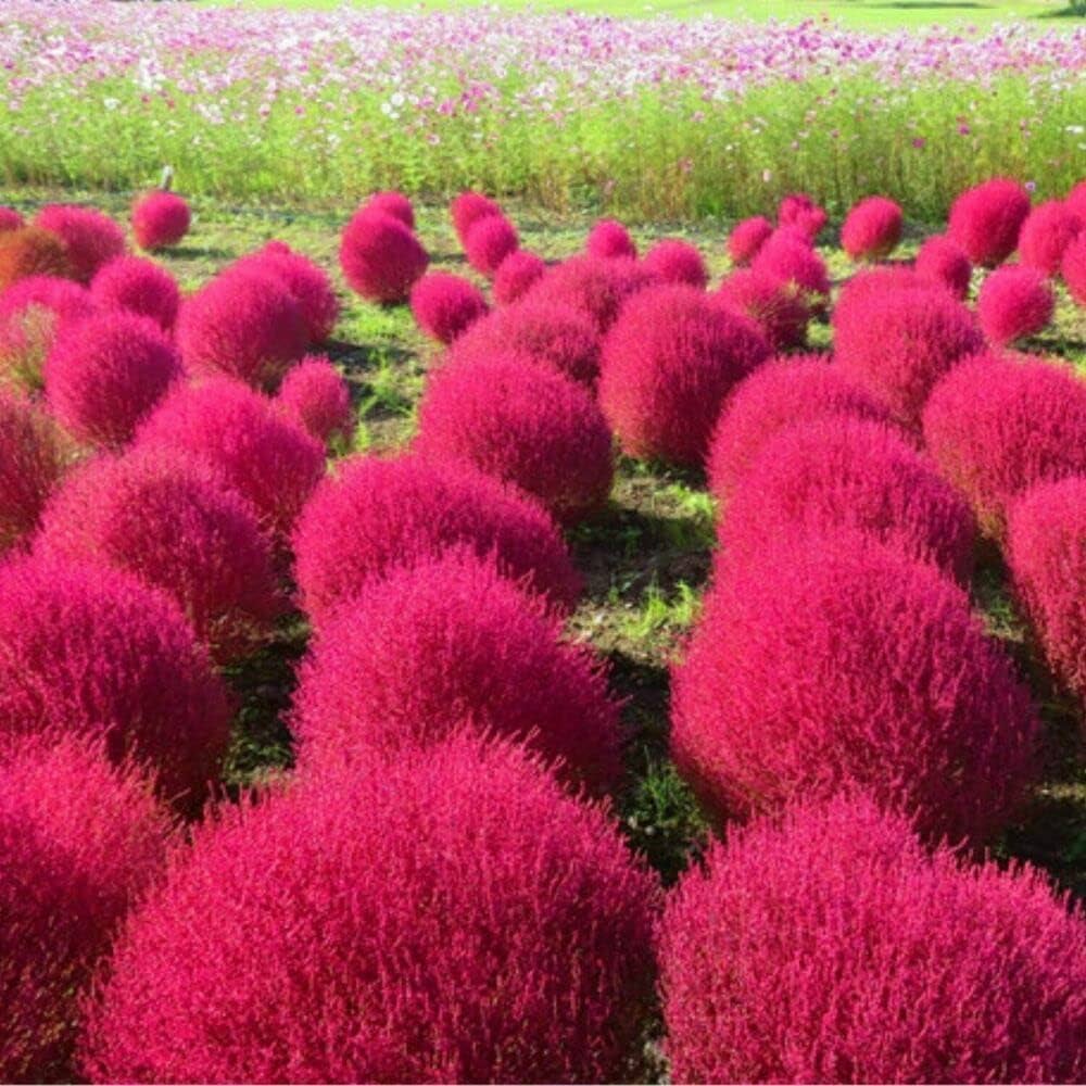 Red Burning Bush Flower Seeds for Planting – Heirloom Non-GMO, High Germination Organic Garden Seeds