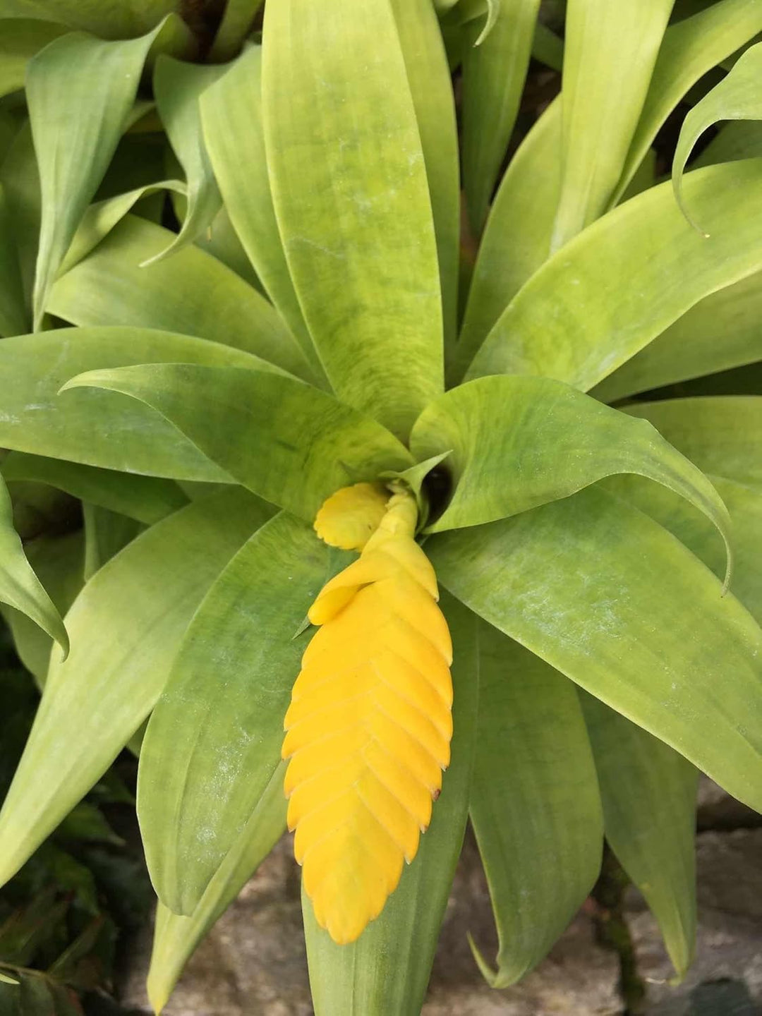 Flower Seeds, Seeds,Seeds For Planting,Plant Seeds