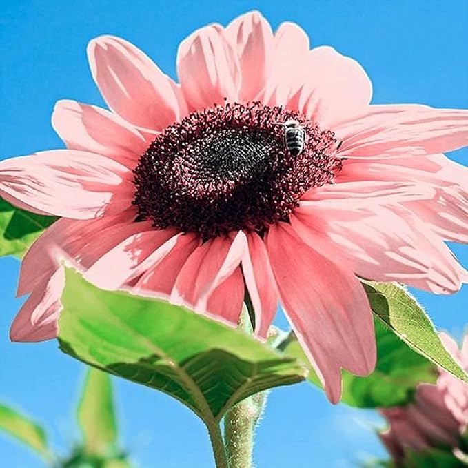 Flower Seeds, Seeds,Seeds For Planting,Plant Seeds