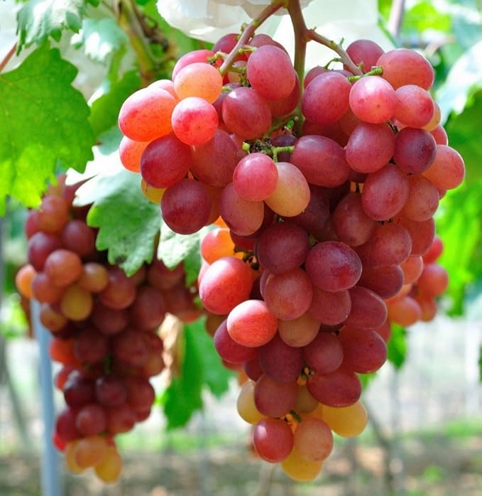 Red Globe Grape Fruit seeds – Heirloom, Non-GMO Seeds for Planting Juicy Fresh Garden Vines
