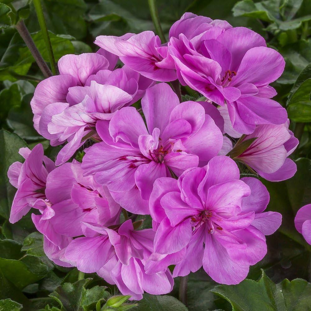 Lavender Pelargonium Flower Seeds for Planting – Heirloom, Non-GMO, High Germination Organic Garden Seeds